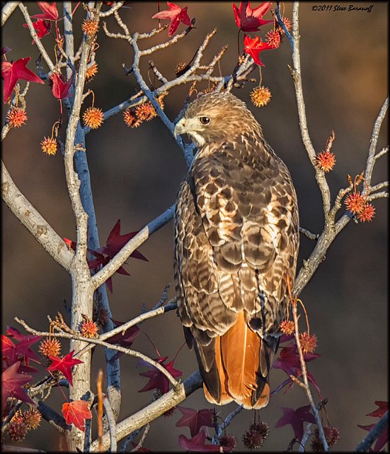_1SB8970 red-tailed hawk.jpg